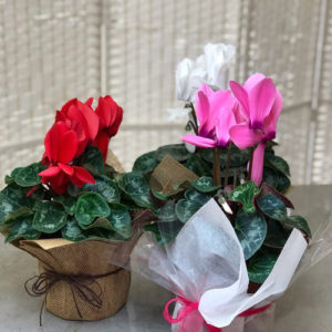 blooming cyclamen